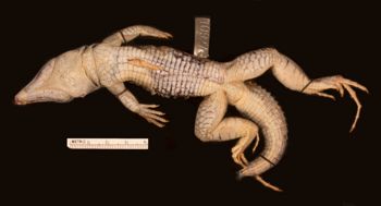 Media type: image;   Herpetology R-10927